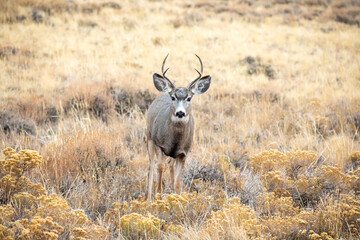Fototapeta premium Deer front view in the wild prairie of Wyoming
