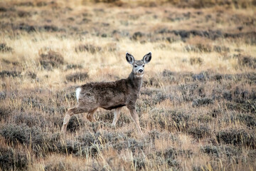 Cute deer fawn looking at his side in wild Wyoming west