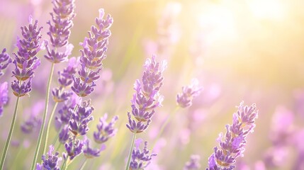 Naklejka premium Tranquil Lavender Field Landscape with Rows of Purple Flowers in Bloom - Ultra-Detailed Botanical Wonders Photography