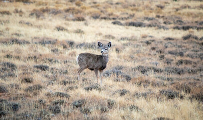 Young deer in the wild profile view looking away in desert 