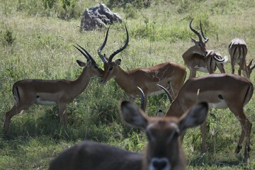 Male Impalas in a Natural Habitat