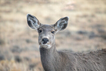 Portrait of a deer close up Wyoming prairie