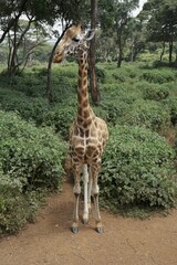 Giraffe Standing Among Greenery