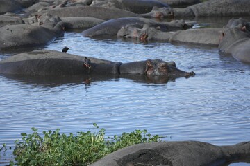 Hippos Resting in Waterhole