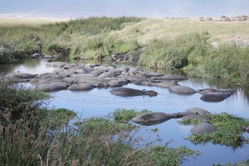 Hippos Resting in a Waterbody