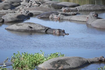 Hippos Resting in Water with Bird Perched