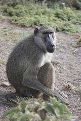 Male Baboon in Natural Habitat
