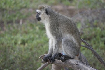 Vervet Monkey on a Branch