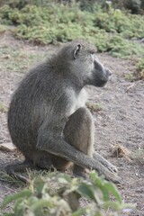Male Baboon in Profile