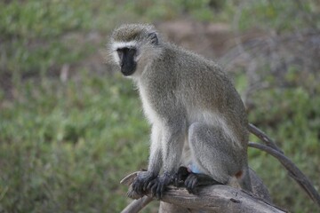 Vervet Monkey Sitting on Tree Branch