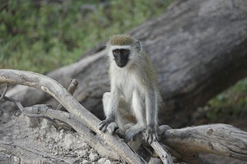 Vervet Monkey Sitting on Tree Branch