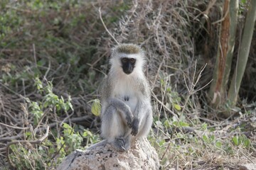 Vervet Monkey Sitting on Rock