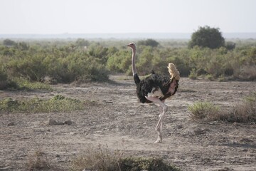 Fototapeta premium Male Ostrich Running in Desert Landscape