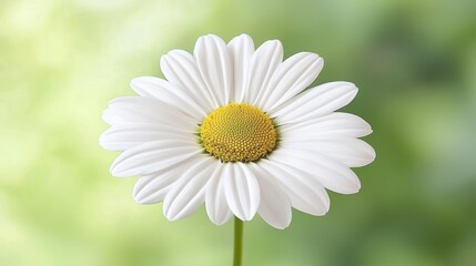 Fototapeta premium Tranquil Beauty: Close-Up of Delicate Daisy Flower with Intricate Center and Soft Petals Against Blurred Green Background