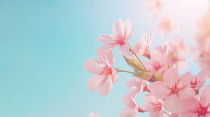 Obraz premium Spring's Delicate Charm: Close-up of Vibrant Cherry Blossom Branch Against Blue Sky