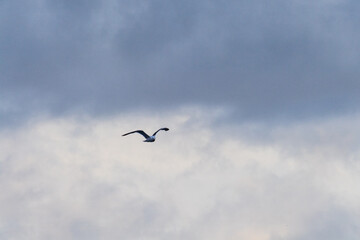 Fototapeta premium Telephoto of a kelp gull - Larus dominicanus- flying in front of glacial Antarctic mountains. Antarctic peninsula near near cuverville island.