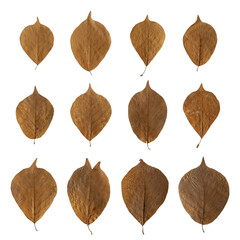 These giant leaves are interesting. All came from one tree but, each leaf has own shape and color.