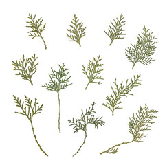 Oriental arborvitae leaves