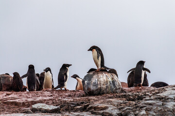 Impression of the Adelie Penguin - Pygoscelis adeliae- colony, near the fish islands, on the Antarctic Peninsula © Goldilock Project