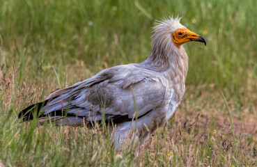 Egyptian vulture in natural habitat in Bulgaria