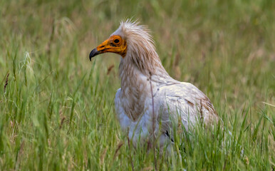 Egyptian vulture in natural habitat in Bulgaria