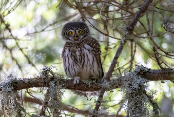 Pygmy Owl (Glaucidium passerinum) in a natural habitat