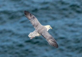 Northern Fulmar on breeding rocks of Bempton cliffs, UK
