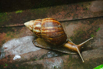 Close up photo of a snail walking on a roof tile