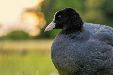 Coot (Fulica atra) in a natural habitat