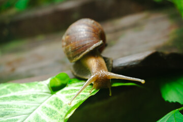 Close up photo of a snail walking on a roof tile