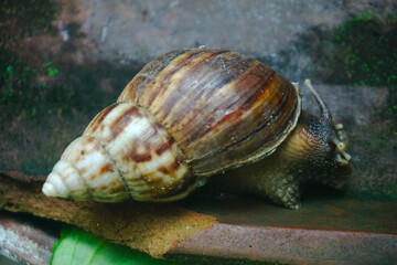 Close up photo of a snail walking on a roof tile
