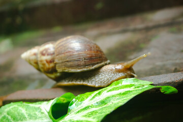 Close up photo of a snail walking on a roof tile