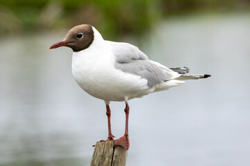 Black-headed Gull (Chroicocephalus ridibundus) in a natural habitat