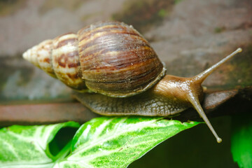 Close up photo of a snail walking on a roof tile