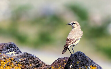 Isabelline Wheatear (Oenanthe isabellina) in natural habitat