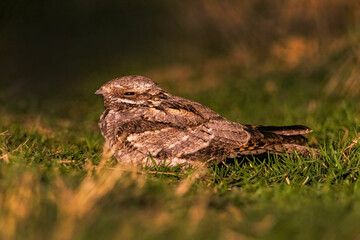 European Nightjar sitting on branch in the forest