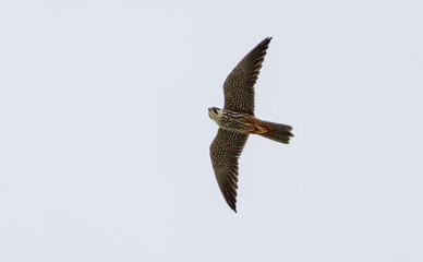 Hobby (Falco subbuteo) flying in the sky