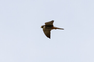 Hobby (Falco subbuteo) flying in the sky