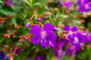 Purple Tibouchina flower with blurred background