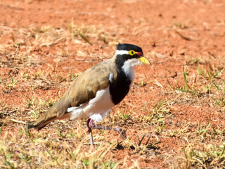 Banded Lapwing (Vanellus tricolor) in Australia