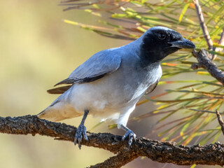 Black-faced Cuckoo-shrike (Coracina novaehollandiae) in Australia