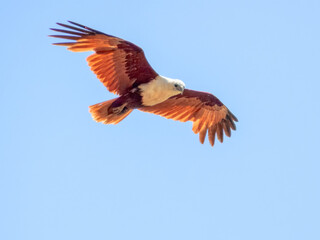 Brahminy Kite (Haliastur indus) in Australia
