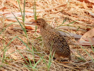Juvenile Brown Quail (Synoicus ypsilophorus) in Australia