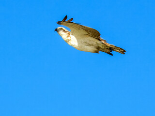 Osprey (Pandion haliaetus) in Australia