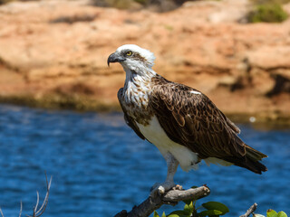 Osprey (Pandion haliaetus) in Australia