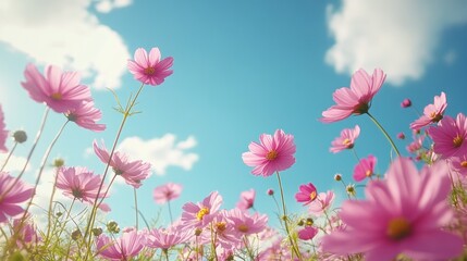Fototapeta premium Low angle view of pink cosmos flowers against a bright blue sky.