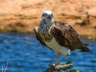 Osprey (Pandion haliaetus) in Australia
