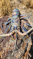 Painted Crayfish (Panulirus versicolor) in Australia