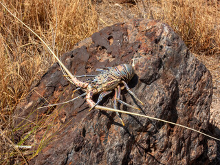 Painted Crayfish (Panulirus versicolor) in Australia