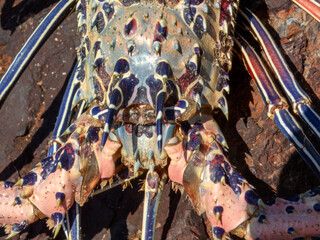 Painted Crayfish (Panulirus versicolor) in Australia